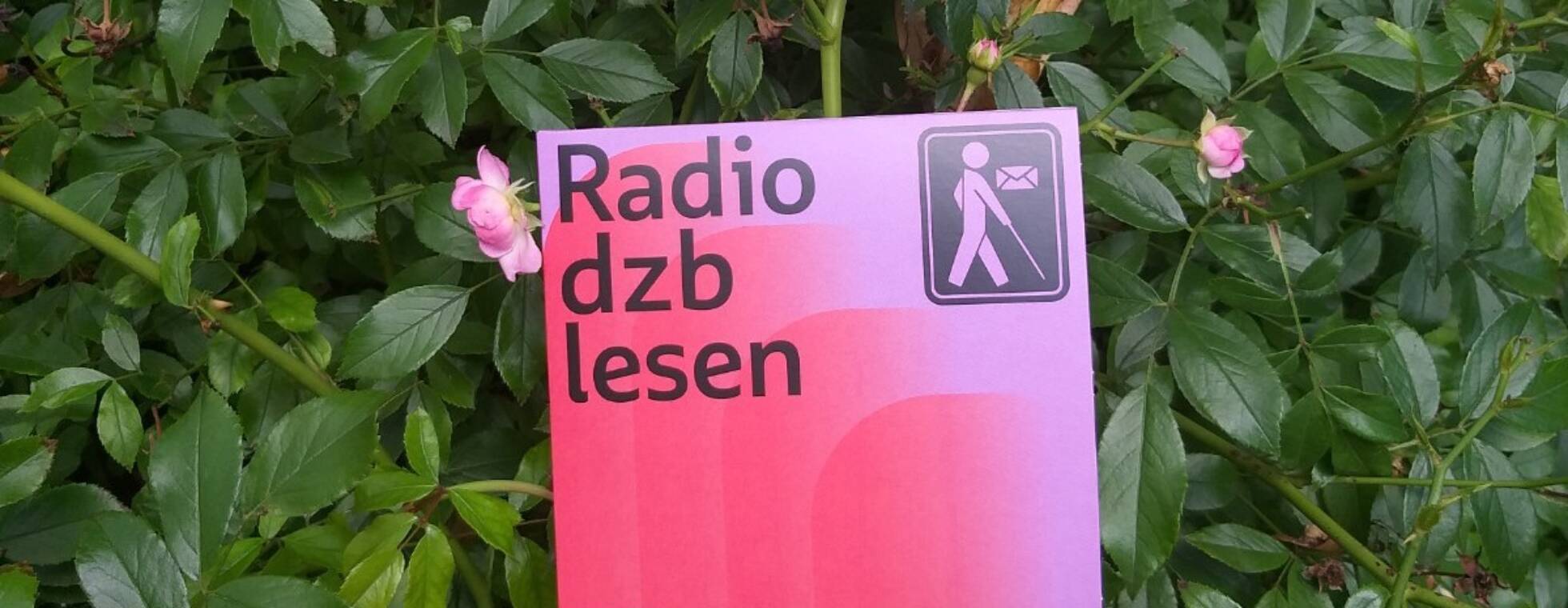 Die CD mit der Aufschrift Das CD-Cover von Radio dzb lesen 2025 in rot und lila vor einem Tannenrosenstrauch